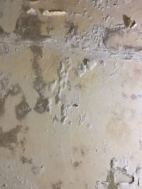 Best Bathroom Mold Remediation in Lake Isabella, CA