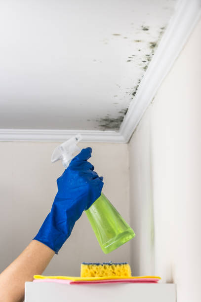 Best Industrial Mold Remediation in Lake Isabella, CA